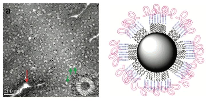 Mempro™ Virus-like Particles (VLPs) Modification